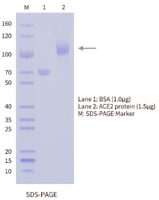 ACE2 antigen protein